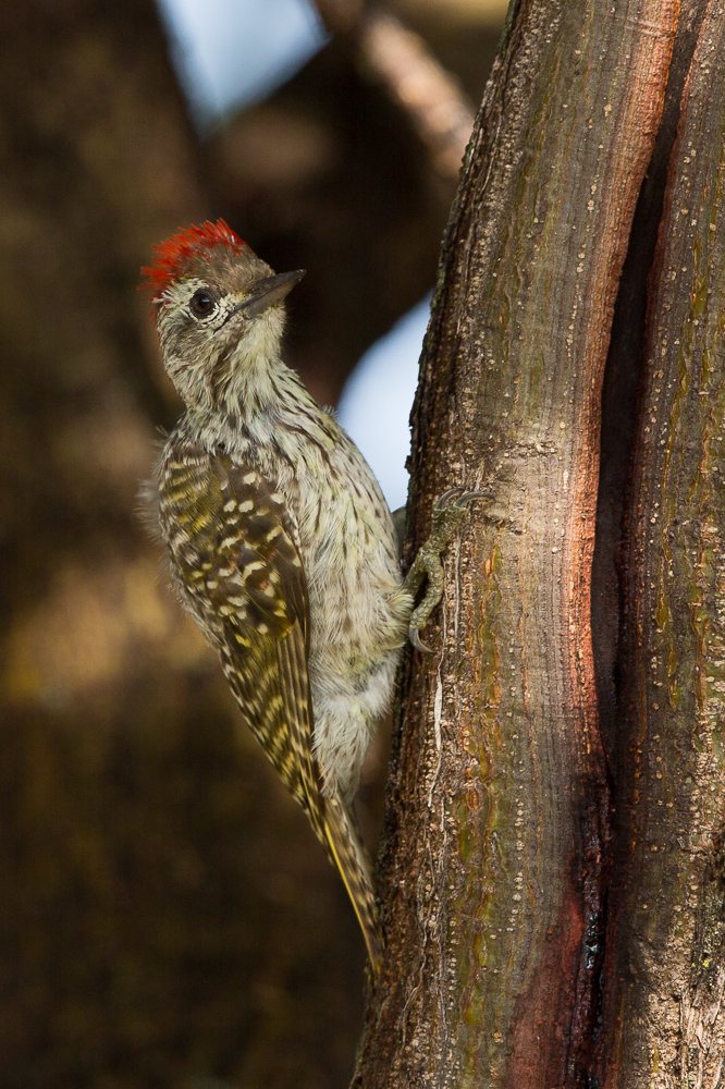 Cardinal Woodpecker