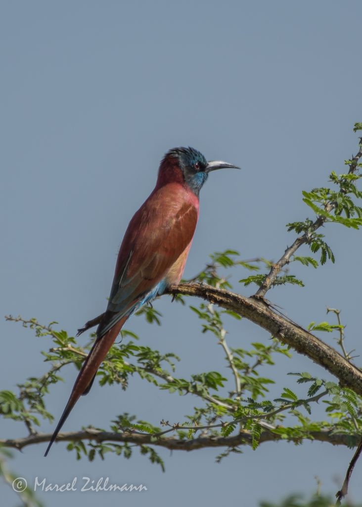 Carmine bee-eater