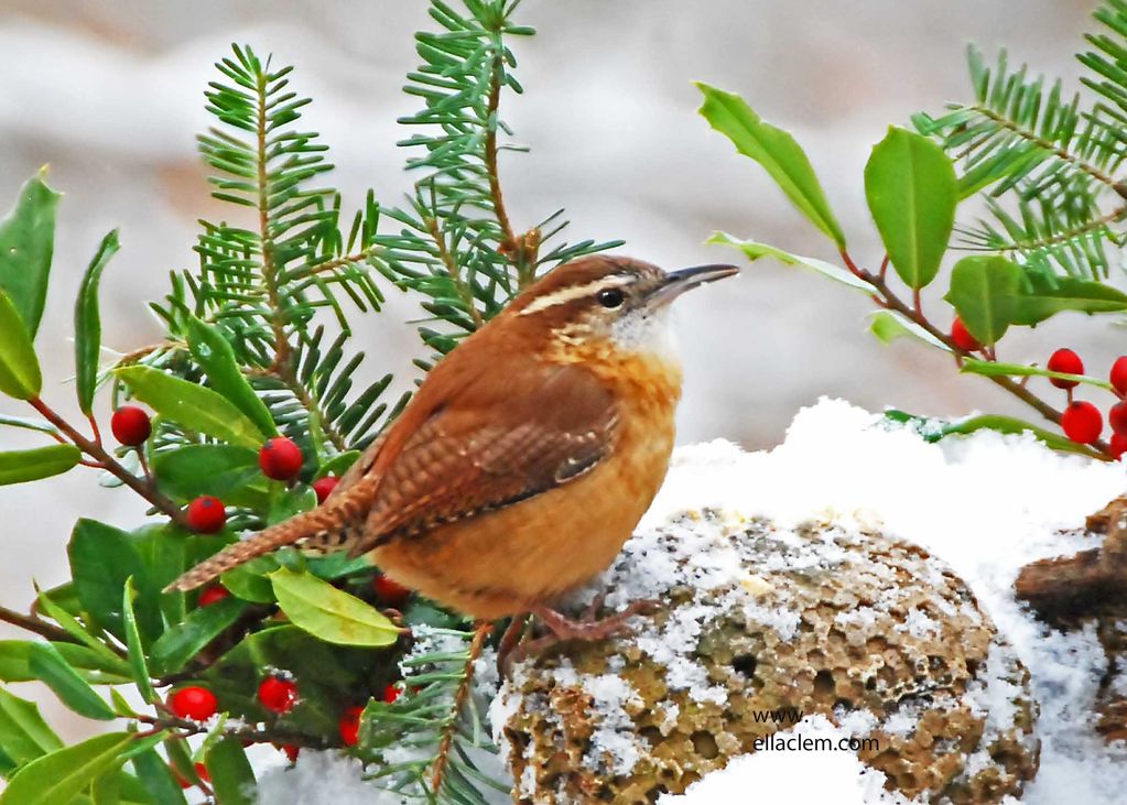 Carolina Wren