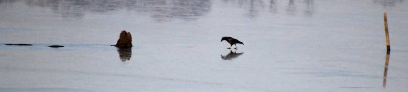 Carrion Crow on Ice