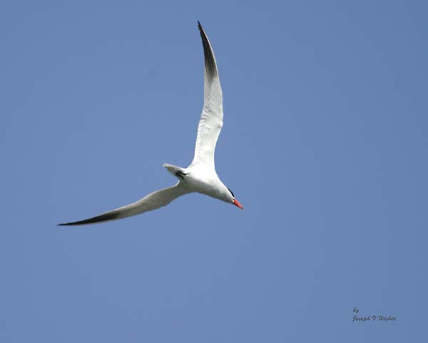 Caspian Tern