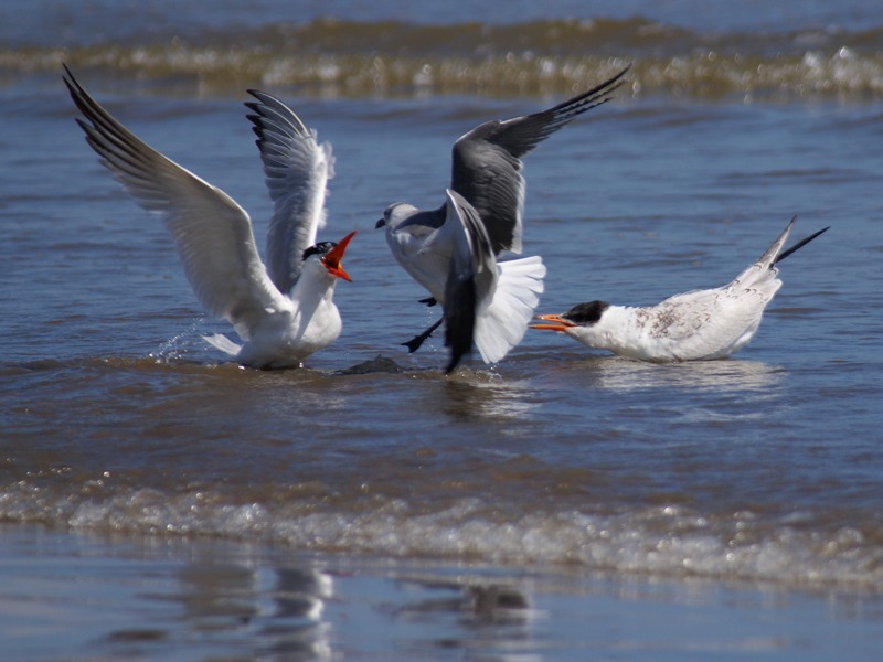 Caspian terns, laughing gull