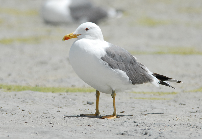 Caspianl/Steppe Gull