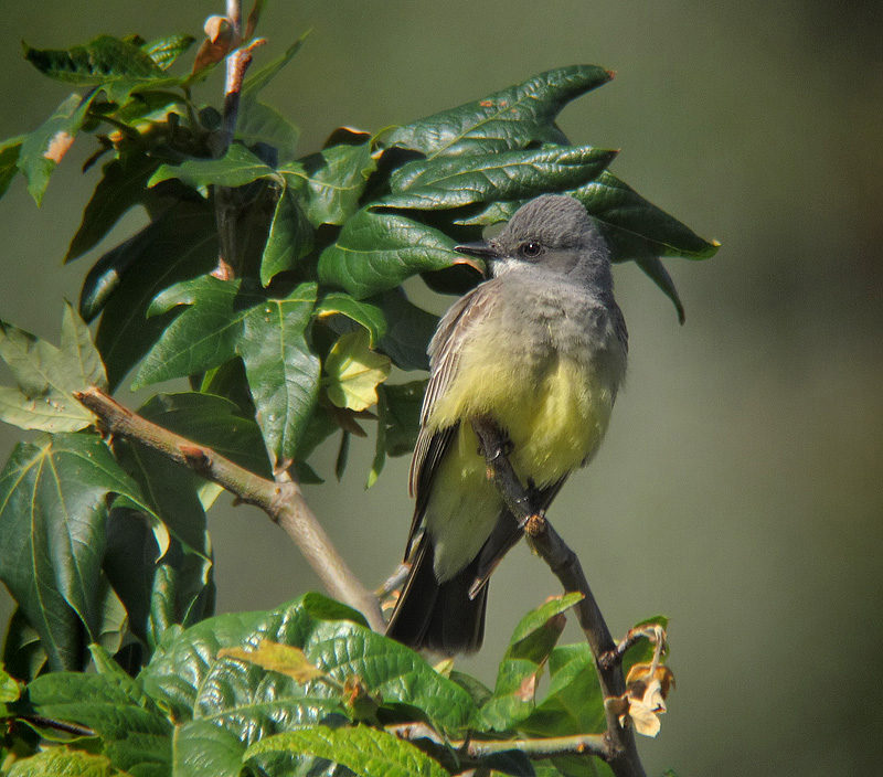 Cassin's Kingbird