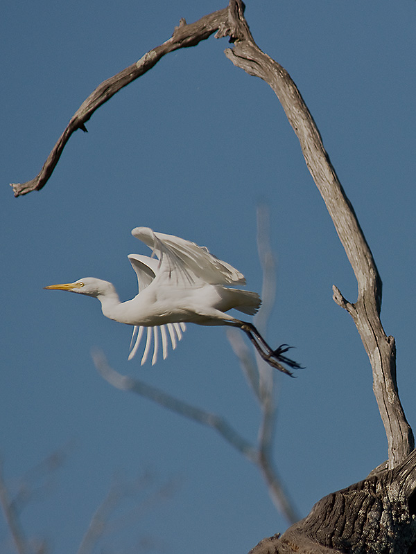 Cattle Egret Flight Capture