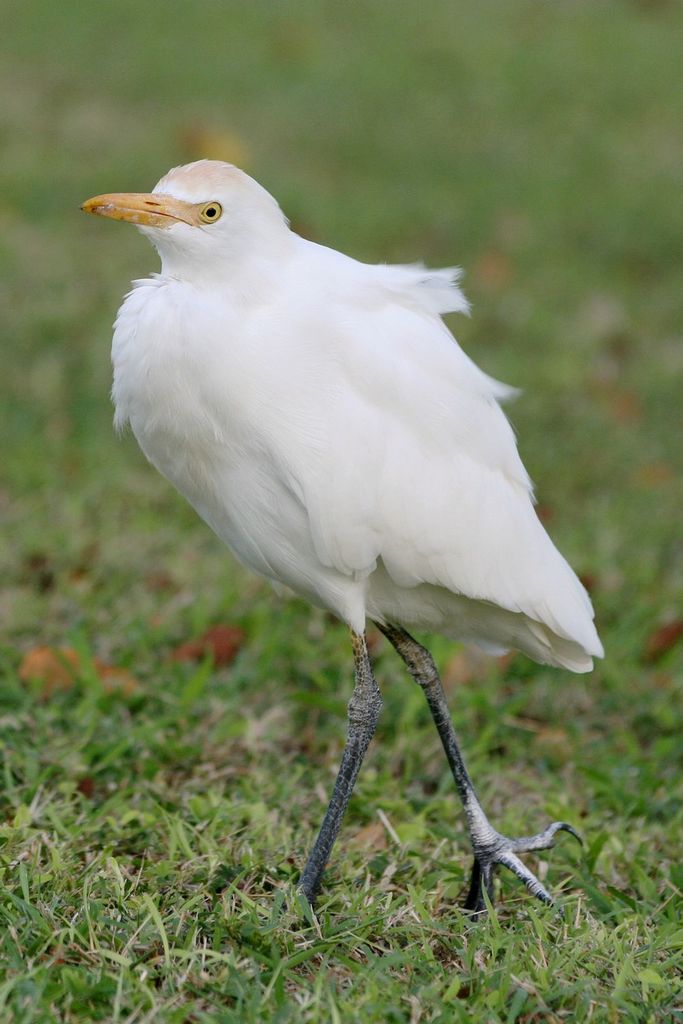 cattle egret