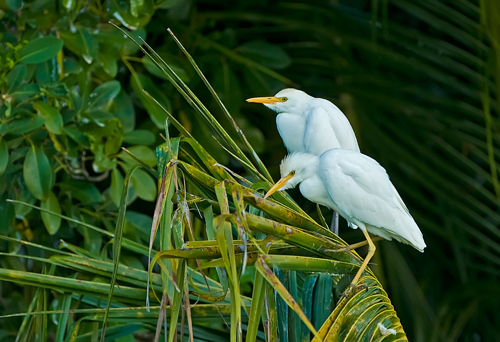 Cattle Egrets