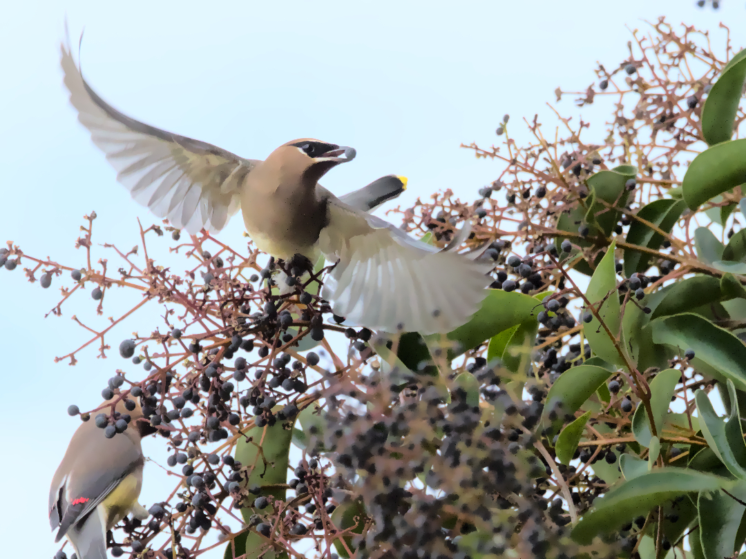 Cedar waxwings