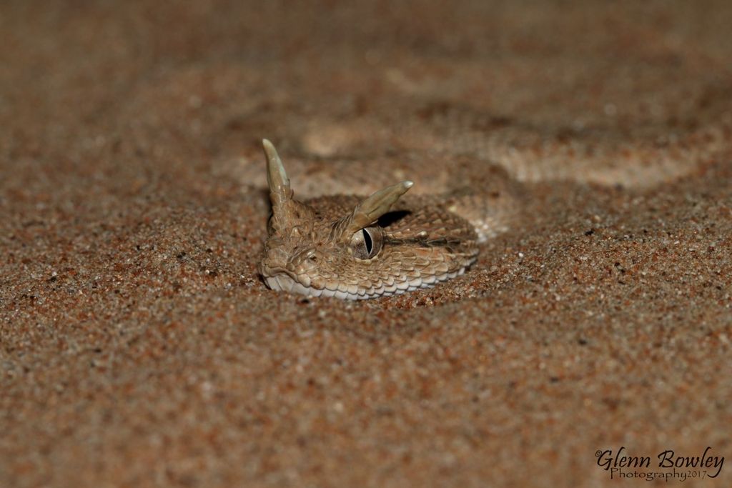 Cerastes Gasprettii (Arabian Horned Viper)