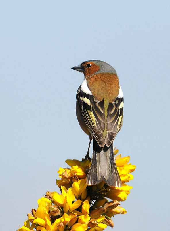 Chaffinch On Gorse