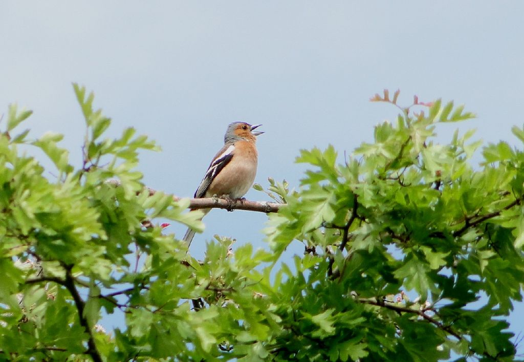 Chaffinch with Hawthorn