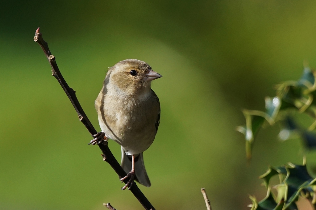 Chaffinch