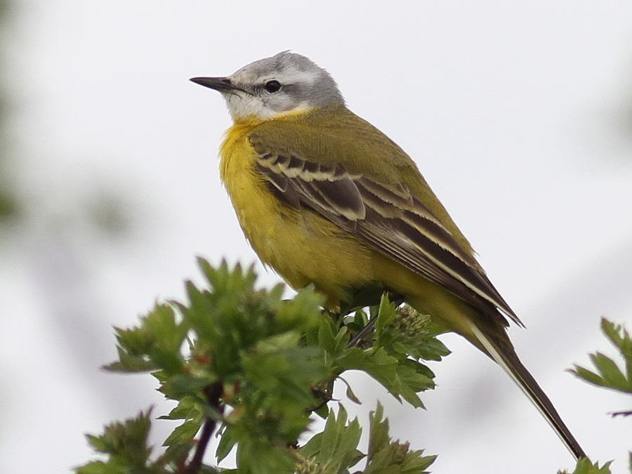 Channel Wagtail