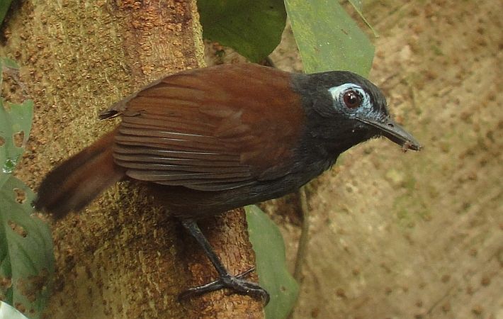 Chestnut-backed Antbird