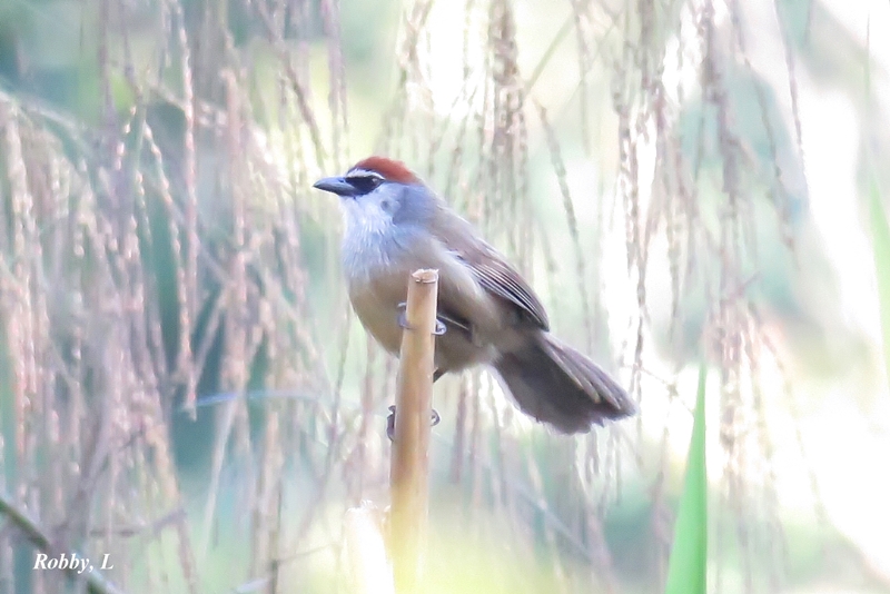 Chestnut-capped Babbler