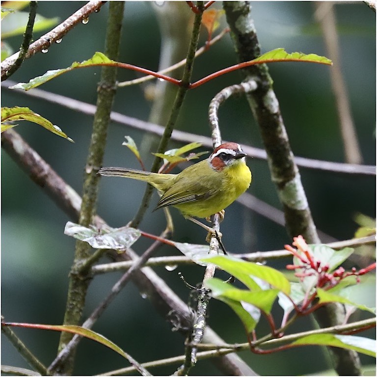 Chestnut-capped Warbler