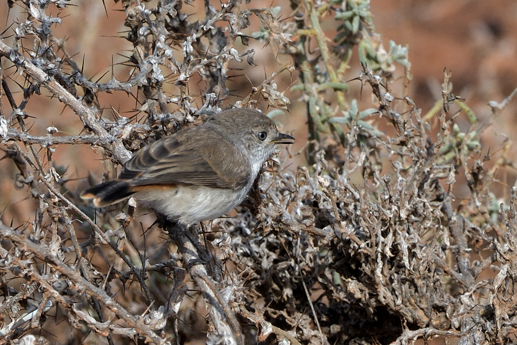 Chestnut-rumped Thornbill