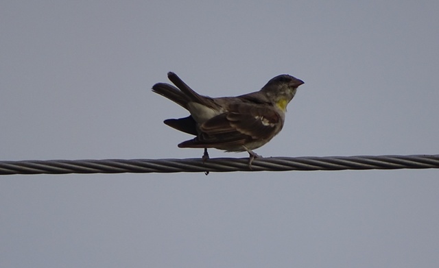 Chestnut-shouldered Petronia