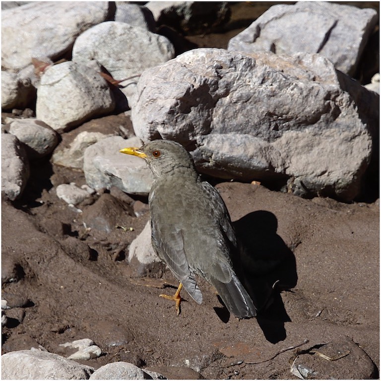 Chiguanco Thrush