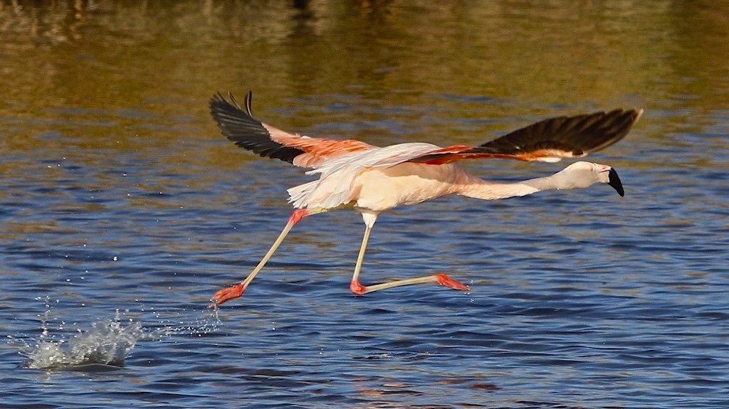 Chilean Flamingo