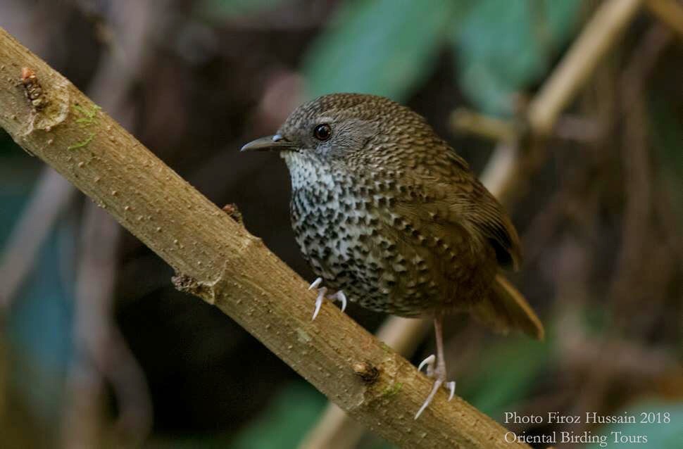 Chin Hill Wren Babbler