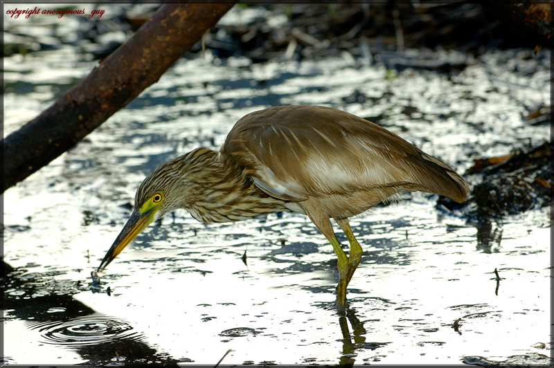 Chinese Pond Heron