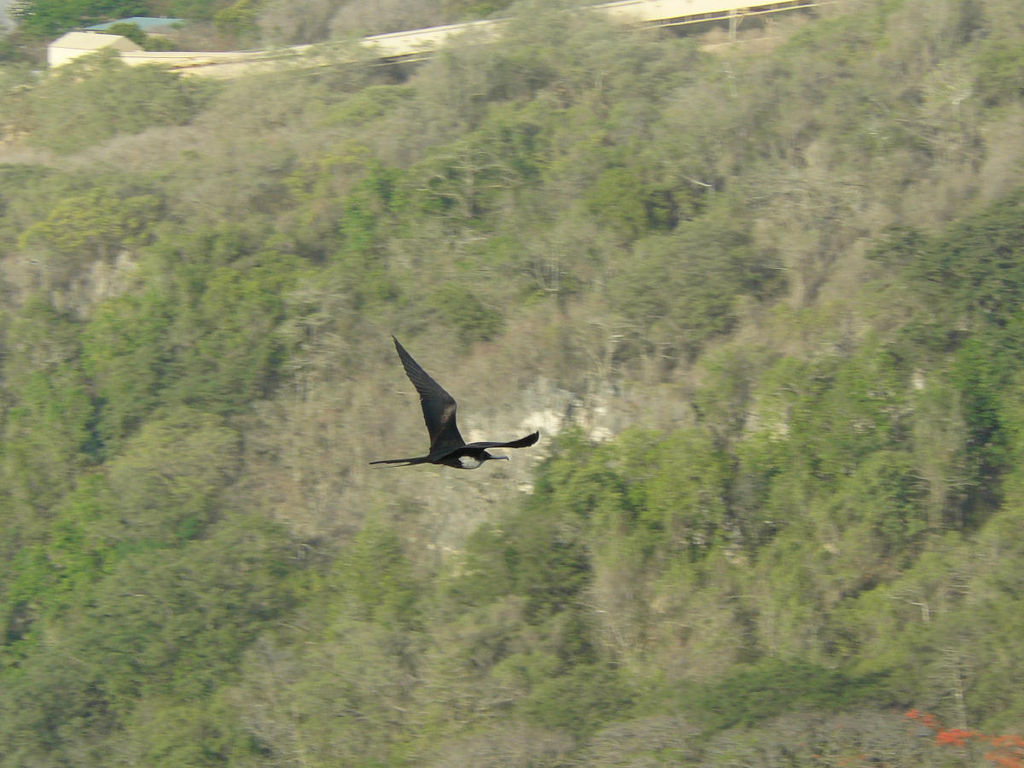 Christmas Island Frigatebird male