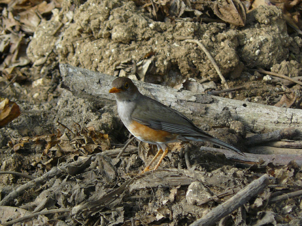 Christmas Island Thrush