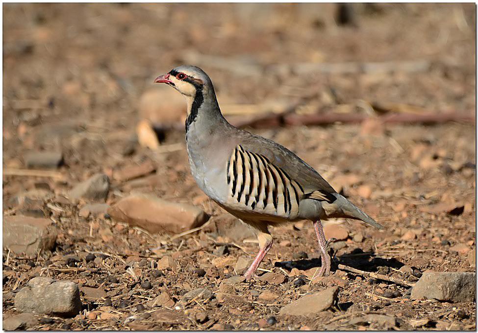 Chukar Partridge