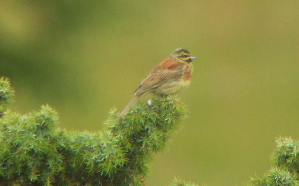 Cirl Bunting