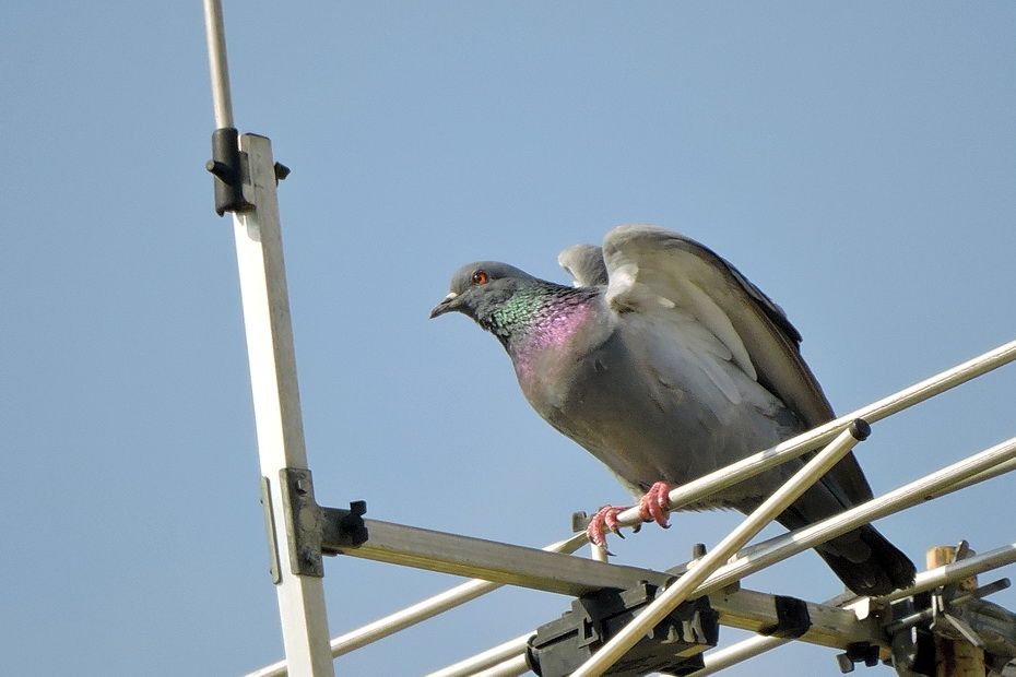 City Pigeon