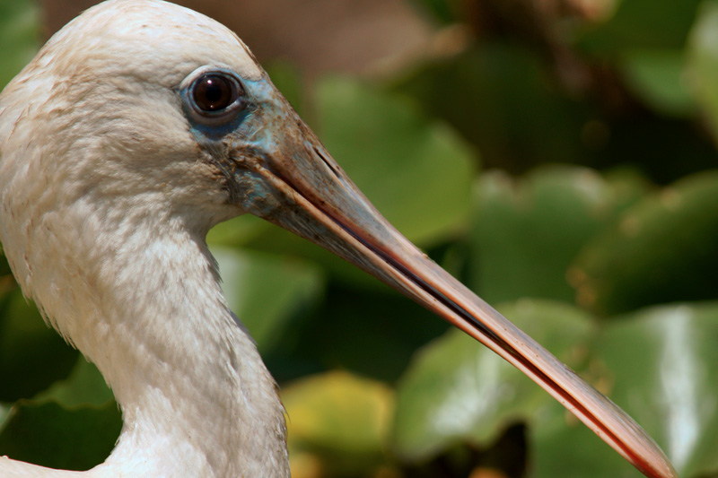 Close up of Juvenile Spoonbill