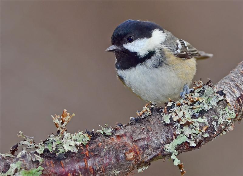 Coal Tit