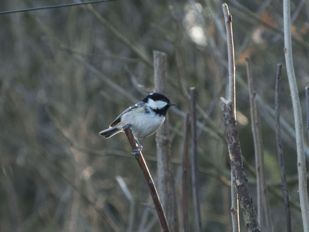 Coal Tit