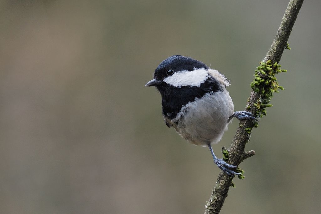 coal tit