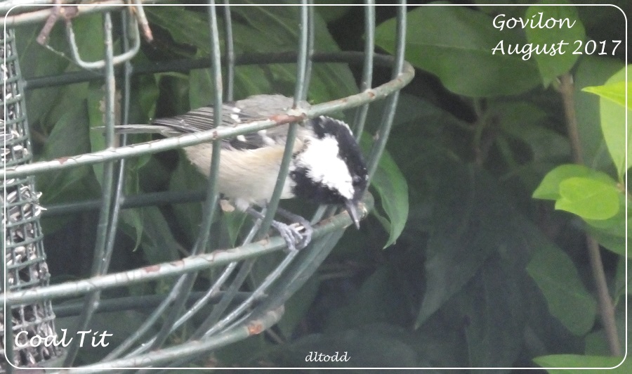 Coal Tit