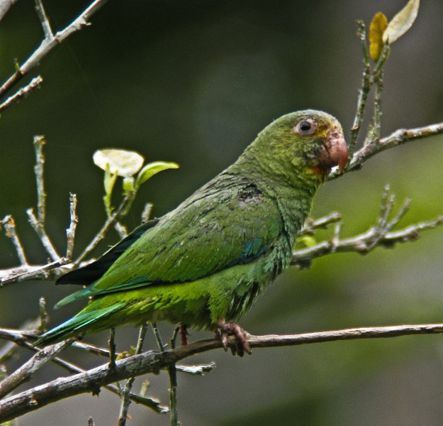 Cobalt-winged Parakeet