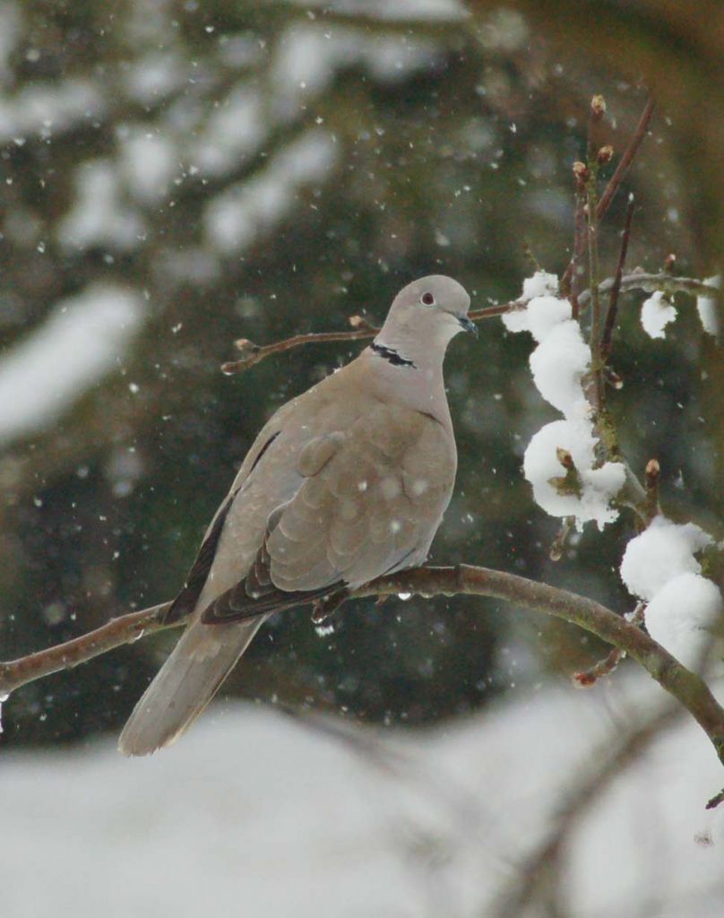 Collared Dove in the Snow