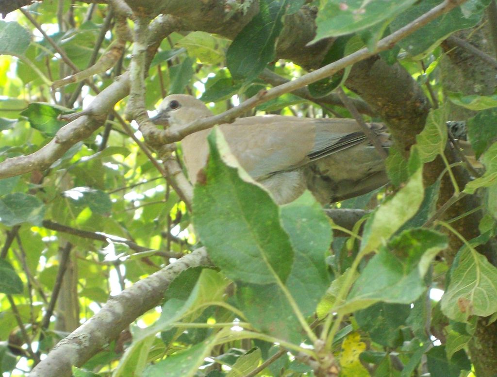 Collared dove