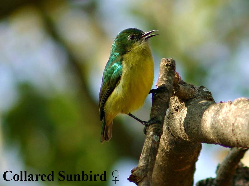 Collared Sunbird (Female)