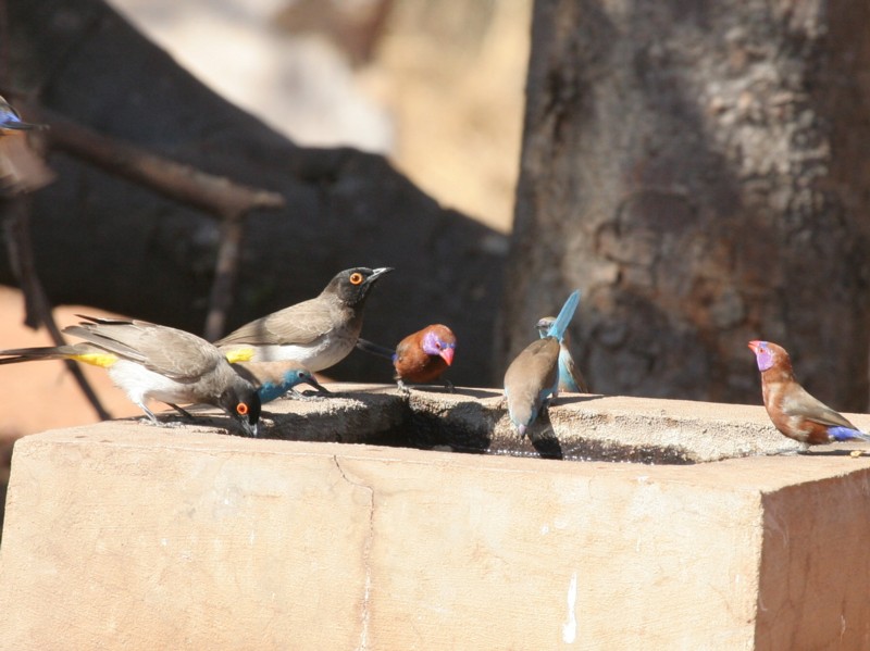 Colourful Birbath