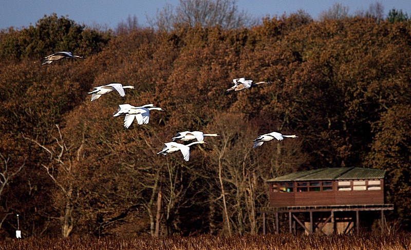 Coming in to land