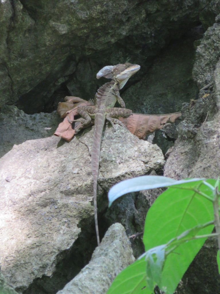 Common basilisk