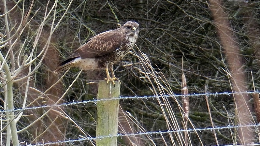 Common Buzzard (Buteo buteo)