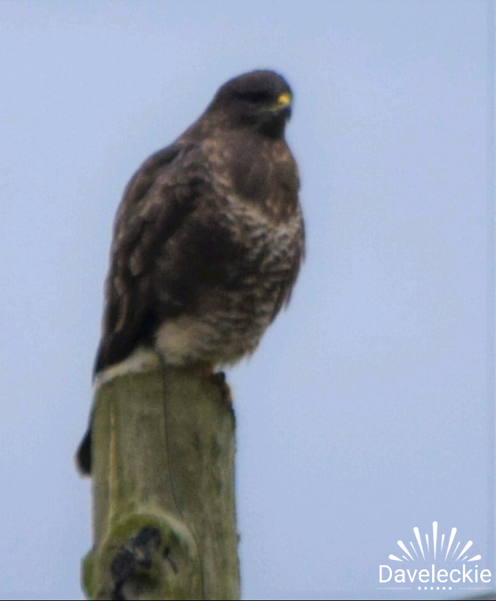 Common Buzzard surveying a field