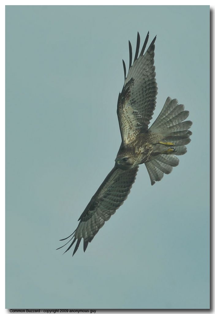 Common Buzzard