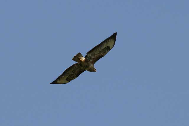 Common Buzzard