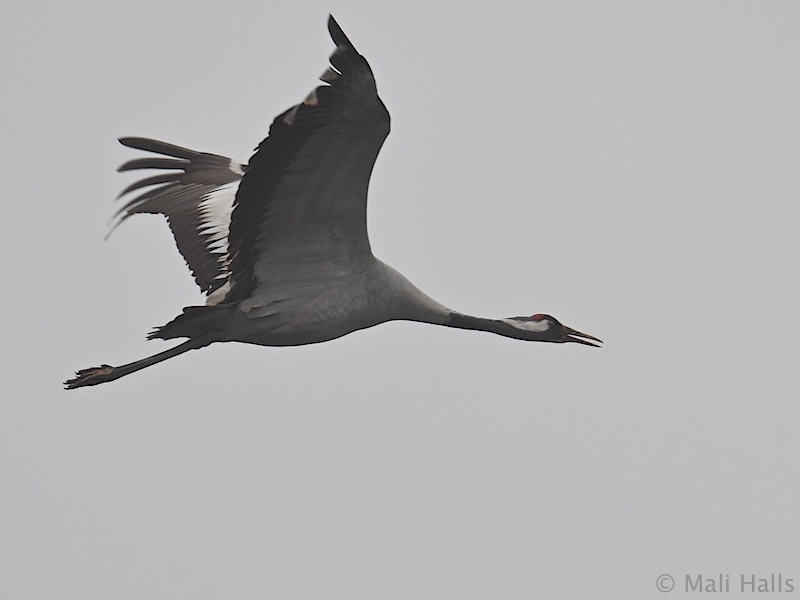 Common Crane