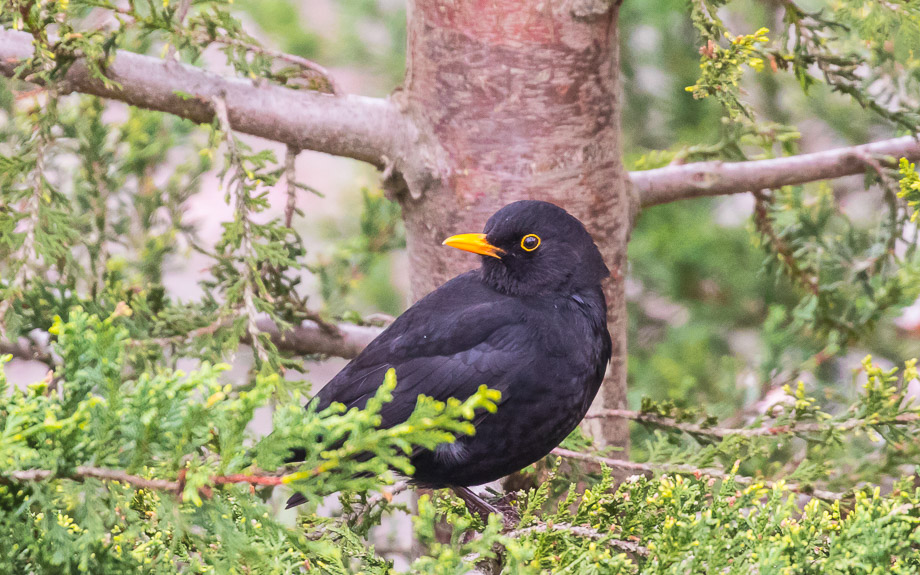 Common (Eurasian) Blackbird