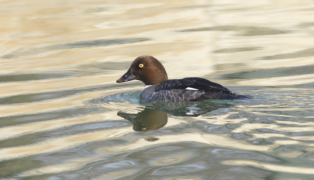 Common Goldeneye